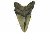 Bargain, Fossil Megalodon Tooth - North Carolina #376910-2